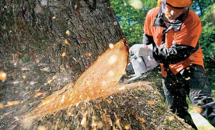 Public domain On The Death Of Trees